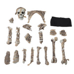 Livingandhome Halloween Realistic Skull and Bone Skeleton Decoration Kit, SW0508